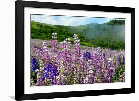 Lupine flowers, Bald Hills Road, California-Adam Jones-Framed Photographic Print