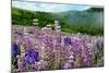 Lupine flowers, Bald Hills Road, California-Adam Jones-Mounted Photographic Print