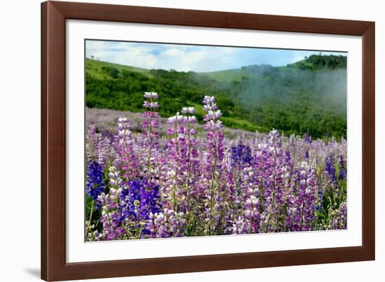 Lupine flowers, Bald Hills Road, California-Adam Jones-Framed Photographic Print