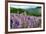 Lupine flowers, Bald Hills Road, California-Adam Jones-Framed Photographic Print