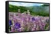 Lupine flowers, Bald Hills Road, California-Adam Jones-Framed Stretched Canvas