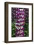 Lupine flowers blooming, close up, New York, USA.-Panoramic Images-Framed Photographic Print