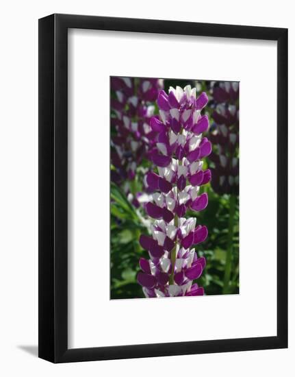 Lupine flowers blooming, close up, New York, USA.-Panoramic Images-Framed Photographic Print