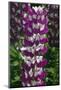 Lupine flowers blooming, close up, New York, USA.-Panoramic Images-Mounted Photographic Print