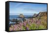 Lupine flowers cover the hills above the beach, California, USA-Chuck Haney-Framed Stretched Canvas