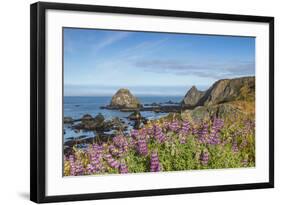 Lupine flowers cover the hills above the beach, California, USA-Chuck Haney-Framed Photographic Print