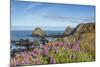 Lupine flowers cover the hills above the beach, California, USA-Chuck Haney-Mounted Photographic Print