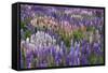 Lupine Flowers in Fiordland National Park, South Island, New Zealand-Jaynes Gallery-Framed Stretched Canvas