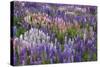 Lupine Flowers in Fiordland National Park, South Island, New Zealand-Jaynes Gallery-Stretched Canvas