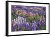 Lupine Flowers in Fiordland National Park, South Island, New Zealand-Jaynes Gallery-Framed Photographic Print