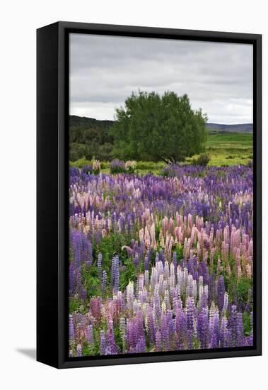 Lupine Flowers in Fiordland National Park, South Island, New Zealand-Jaynes Gallery-Framed Stretched Canvas