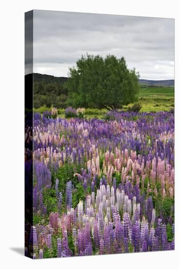 Lupine Flowers in Fiordland National Park, South Island, New Zealand-Jaynes Gallery-Stretched Canvas
