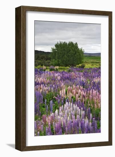 Lupine Flowers in Fiordland National Park, South Island, New Zealand-Jaynes Gallery-Framed Photographic Print