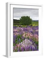 Lupine Flowers in Fiordland National Park, South Island, New Zealand-Jaynes Gallery-Framed Photographic Print