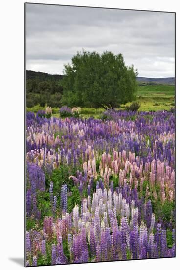 Lupine Flowers in Fiordland National Park, South Island, New Zealand-Jaynes Gallery-Mounted Photographic Print