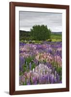 Lupine Flowers in Fiordland National Park, South Island, New Zealand-Jaynes Gallery-Framed Photographic Print