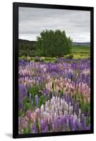 Lupine Flowers in Fiordland National Park, South Island, New Zealand-Jaynes Gallery-Framed Photographic Print