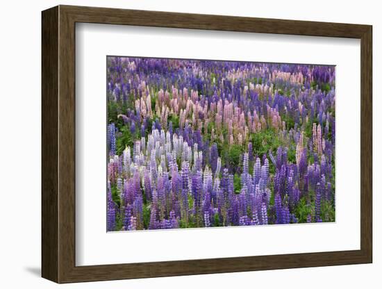 Lupine Flowers in Fiordland National Park, South Island, New Zealand-Jaynes Gallery-Framed Photographic Print