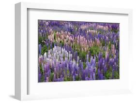 Lupine Flowers in Fiordland National Park, South Island, New Zealand-Jaynes Gallery-Framed Photographic Print