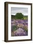 Lupine Flowers in Fiordland National Park, South Island, New Zealand-Jaynes Gallery-Framed Photographic Print