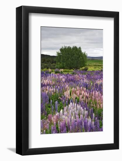 Lupine Flowers in Fiordland National Park, South Island, New Zealand-Jaynes Gallery-Framed Photographic Print