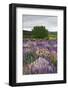 Lupine Flowers in Fiordland National Park, South Island, New Zealand-Jaynes Gallery-Framed Photographic Print