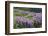 Lupine flowers on hillside, Dolason Prairie, California-Adam Jones-Framed Photographic Print