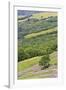 Lupine flowers on hillside, Dolason Prairie, California-Adam Jones-Framed Photographic Print