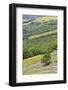 Lupine flowers on hillside, Dolason Prairie, California-Adam Jones-Framed Photographic Print