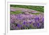 Lupine flowers on hillside, Dolason Prairie, California-Adam Jones-Framed Photographic Print