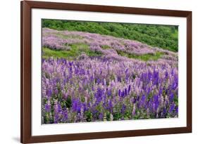 Lupine flowers on hillside, Dolason Prairie, California-Adam Jones-Framed Photographic Print