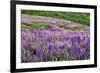 Lupine flowers on hillside, Dolason Prairie, California-Adam Jones-Framed Photographic Print