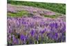 Lupine flowers on hillside, Dolason Prairie, California-Adam Jones-Mounted Photographic Print