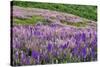 Lupine flowers on hillside, Dolason Prairie, California-Adam Jones-Stretched Canvas