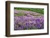 Lupine flowers on hillside, Dolason Prairie, California-Adam Jones-Framed Photographic Print