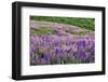 Lupine flowers on hillside, Dolason Prairie, California-Adam Jones-Framed Photographic Print