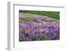 Lupine flowers on hillside, Dolason Prairie, California-Adam Jones-Framed Photographic Print