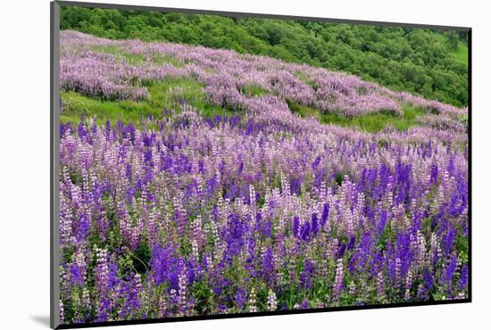 Lupine flowers on hillside, Dolason Prairie, California-Adam Jones-Mounted Photographic Print