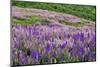Lupine flowers on hillside, Dolason Prairie, California-Adam Jones-Mounted Photographic Print