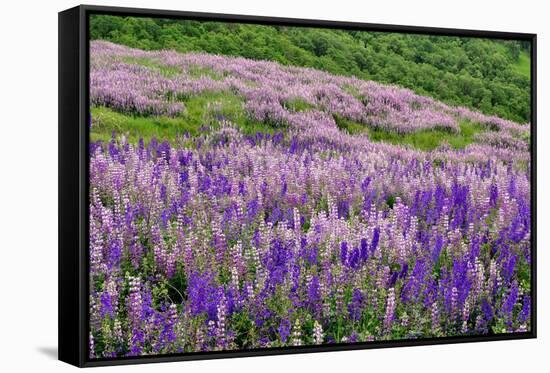 Lupine flowers on hillside, Dolason Prairie, California-Adam Jones-Framed Stretched Canvas