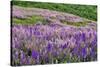 Lupine flowers on hillside, Dolason Prairie, California-Adam Jones-Stretched Canvas