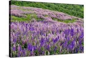 Lupine flowers on hillside, Dolason Prairie, California-Adam Jones-Stretched Canvas