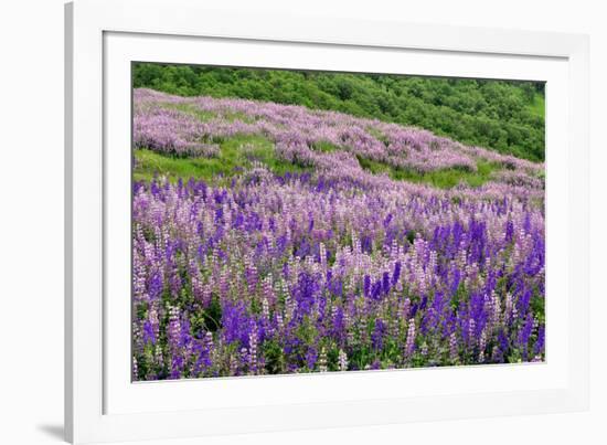 Lupine flowers on hillside, Dolason Prairie, California-Adam Jones-Framed Photographic Print