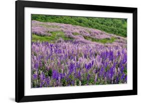 Lupine flowers on hillside, Dolason Prairie, California-Adam Jones-Framed Photographic Print