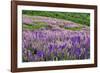 Lupine flowers on hillside, Dolason Prairie, California-Adam Jones-Framed Photographic Print