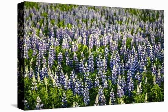 Lupine Flowers, Reykjavik, Iceland, Polar Regions-Yadid Levy-Stretched Canvas