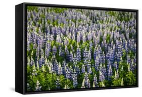 Lupine Flowers, Reykjavik, Iceland, Polar Regions-Yadid Levy-Framed Stretched Canvas