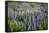 Lupine Flowers, Reykjavik, Iceland, Polar Regions-Yadid Levy-Framed Stretched Canvas