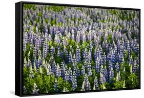 Lupine Flowers, Reykjavik, Iceland, Polar Regions-Yadid Levy-Framed Stretched Canvas