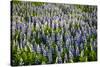 Lupine Flowers, Reykjavik, Iceland, Polar Regions-Yadid Levy-Stretched Canvas